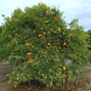 Fina Clementine Budwood citrus plant material online shopping