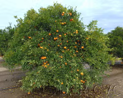 Fina Clementine Budwood citrus plant material online shopping