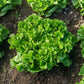 Eliance Organic Chicory