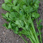 Tango Organic Celery