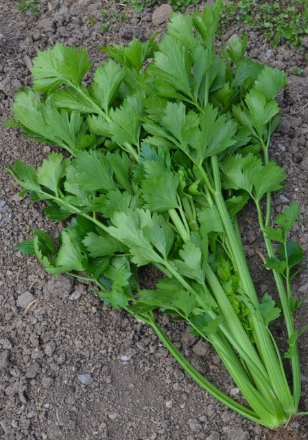 Tango Organic Celery