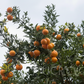 Lee x Nova Mandarin Plant citrus plant material online shopping