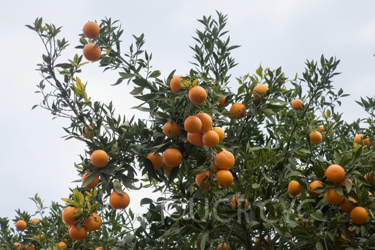 Lee x Nova Mandarin Plant citrus plant material online shopping