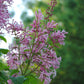 Josee Reblooming Lilac lilac plant online shopping