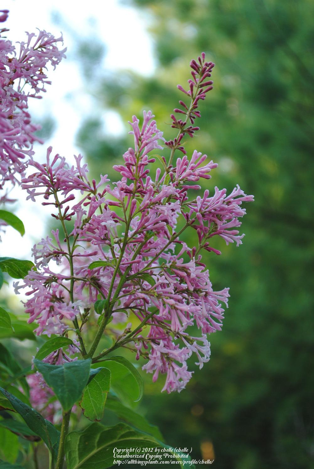 Josee Reblooming Lilac lilac plant online shopping