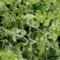 Avalanche Snow Pea