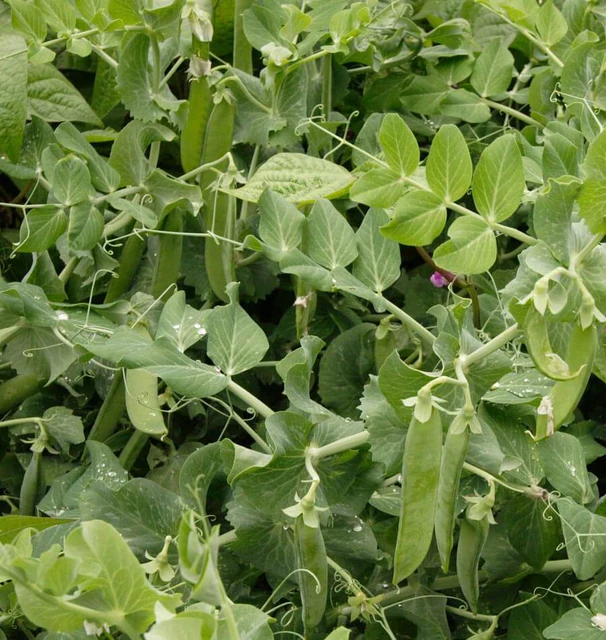 Avalanche Snow Pea