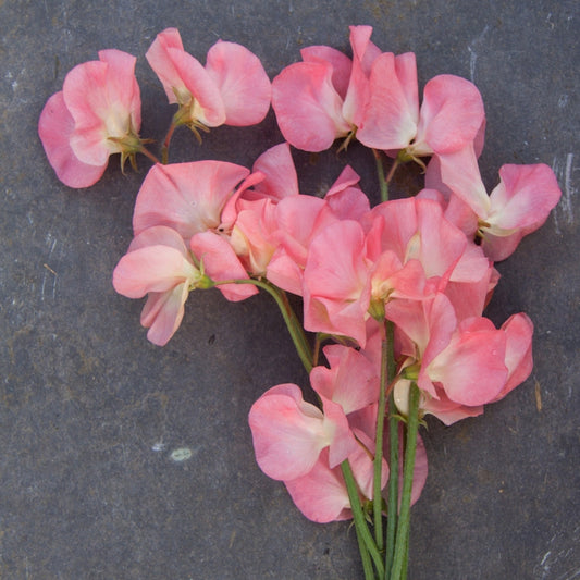 Watermelon Sweet Pea