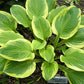 Mack The Knife Hosta Plants online shopping
