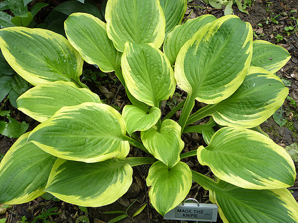 Mack The Knife Hosta Plants online shopping