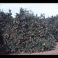 Sunburst Mandarin Budwood citrus plant material online shopping