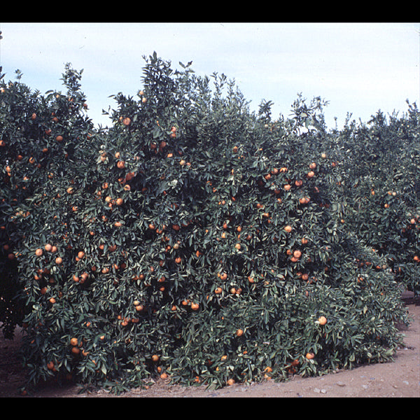 Sunburst Mandarin Budwood citrus plant material online shopping