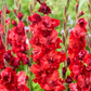 Velvet Raspberry Gladiolus Corms