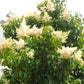 Japanese Tree Lilac lilac plant online shopping