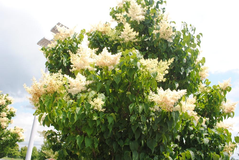 Japanese Tree Lilac lilac plant online shopping