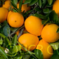 Skaggs Bonanza Navel Orange Budwood citrus plant material online shopping