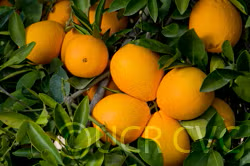 Skaggs Bonanza Navel Orange Budwood citrus plant material online shopping