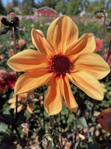Golden Hour Dahlia