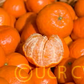 Dancy Mandarin Budwood citrus plant material online shopping