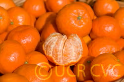 Dancy Mandarin Budwood citrus plant material online shopping