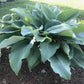 Zeppelin Hosta Plants online shopping