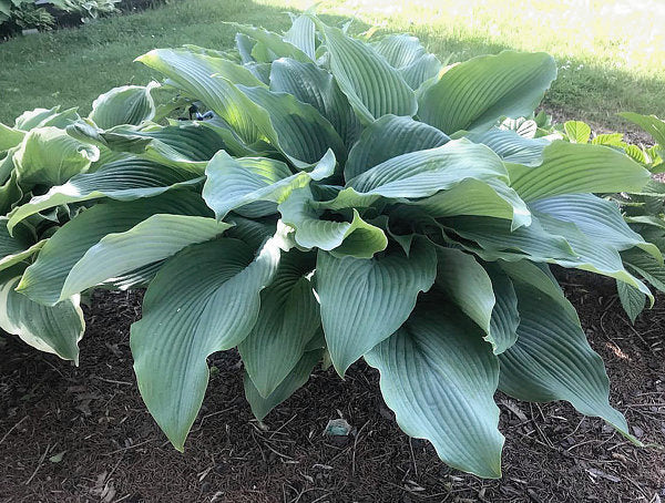 Zeppelin Hosta Plants online shopping