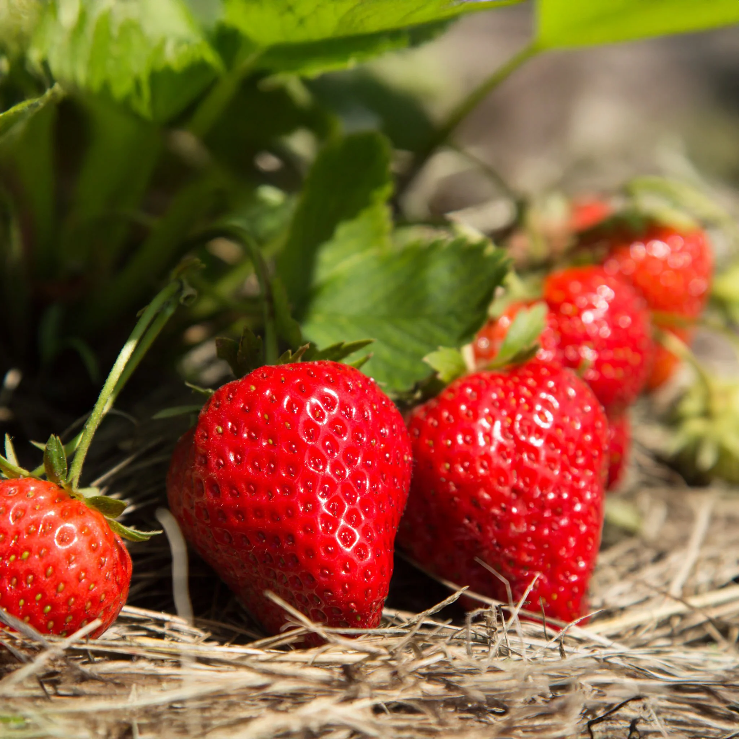 day-neutral strawberry seeds Monterey Day Neutral Strawberry – EVERGREEN