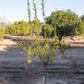 C-146 Citrandarin Trifoliate Hybrid Budwood citrus plant material online shopping