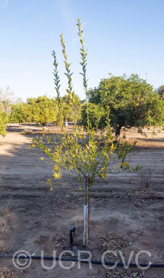 C-146 Citrandarin Trifoliate Hybrid Budwood citrus plant material online shopping