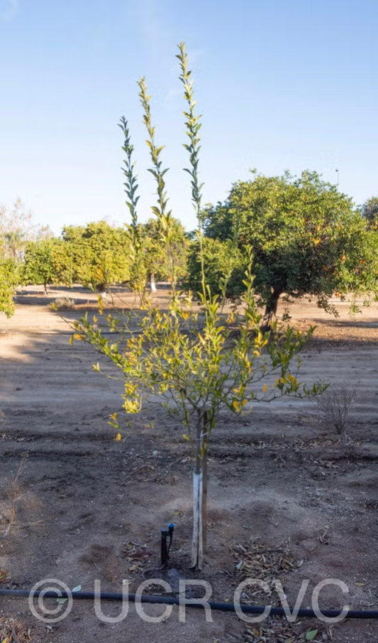 C-146 Citrandarin Trifoliate Hybrid Budwood citrus plant material online shopping