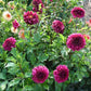 Voodoo Dahlia Plants online shopping