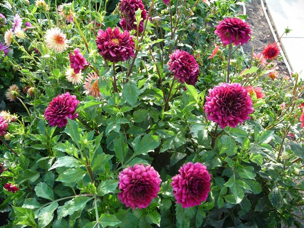 Voodoo Dahlia Plants online shopping
