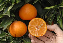 Nour Clementine Budwood citrus plant material online shopping