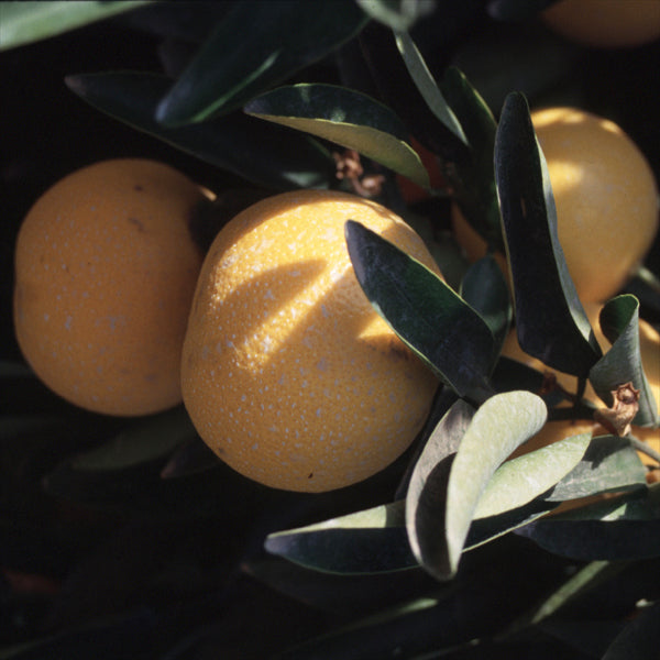 Pearl Tangelo Mandarin Budwood citrus plant material online shopping