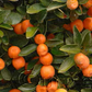 Calamondin Budwood citrus plant material online shopping