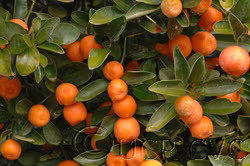 Calamondin Budwood citrus plant material online shopping