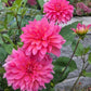 Excentric Dahlia Plants online shopping