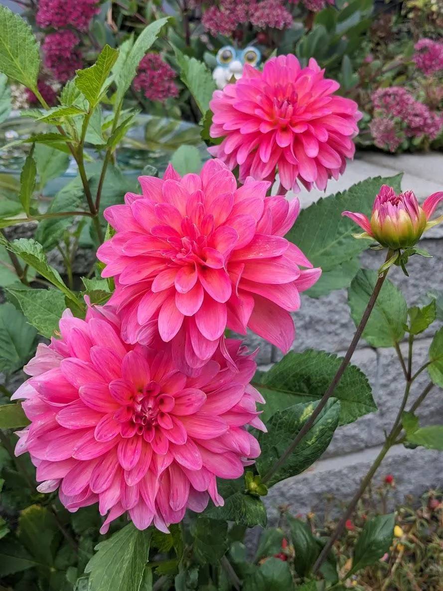 Excentric Dahlia Plants online shopping