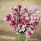Chocolate Flake Sweet Pea seeds online shopping