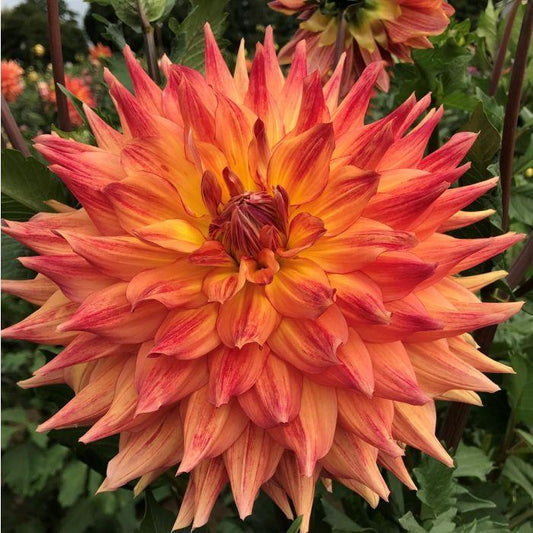 Canby Crazy Dahlia