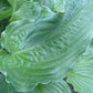 Lily Blue Eyes Hosta Plants online shopping