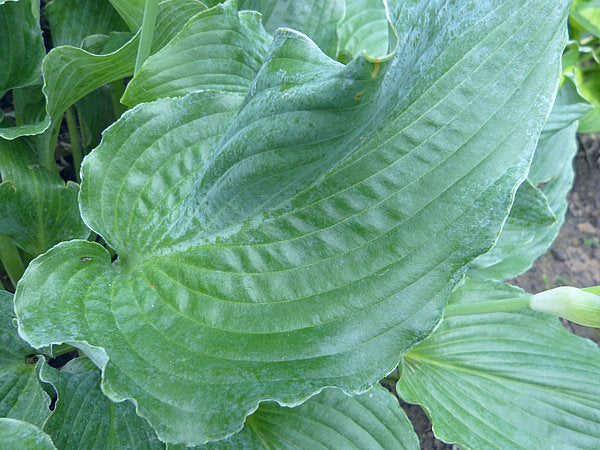 Lily Blue Eyes Hosta Plants online shopping