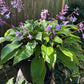 Miss Ruby Hosta Plants online shopping
