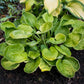 Eye Catcher Hosta Plants online shopping
