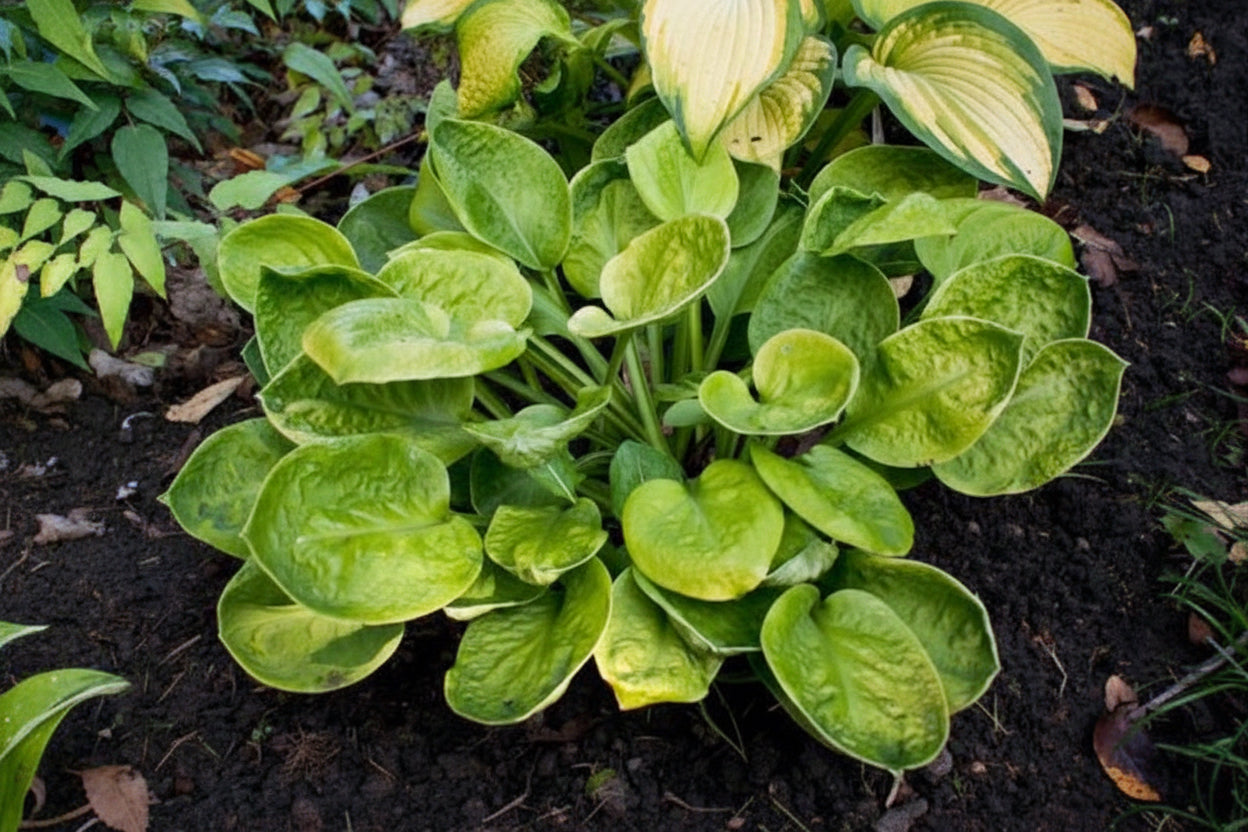 Eye Catcher Hosta Plants online shopping