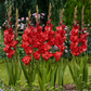 Velvet Raspberry Gladiolus Corms