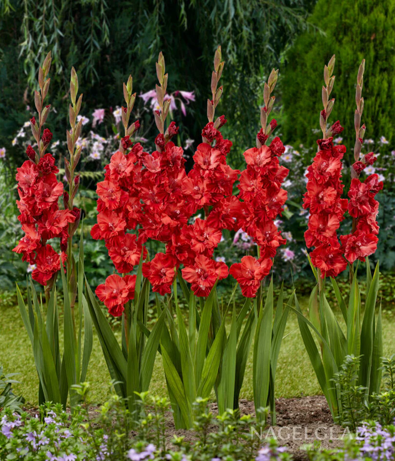 Velvet Raspberry Gladiolus Corms