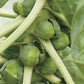 Igor Organic Brussels Sprout