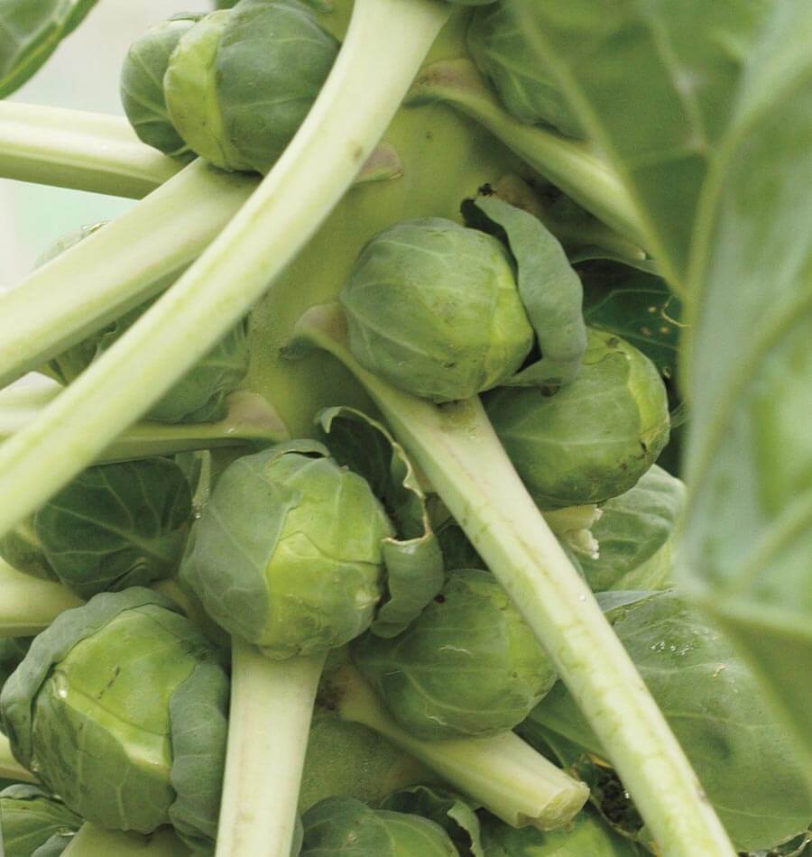 Igor Organic Brussels Sprout
