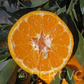 Imperial Mandarin Budwood citrus plant material online shopping